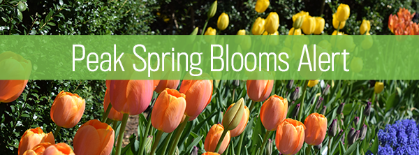 Peak Spring Blooms Alert