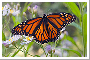 Monarch Butterfly