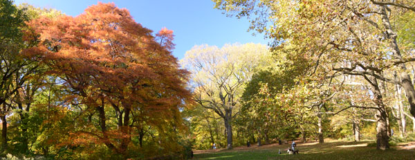 Discover Fall Foliage in Central Park