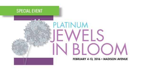 Platinum Jewels in Bloom