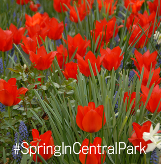 #SpringInCentralPark Tulips