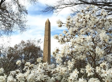 Obelisk and Magnolias by Todd Hofacker @toddhofacker