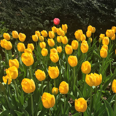 Tulips flowering in Central Park