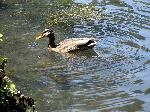 Afternoon swim