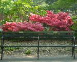 Central Park Benches